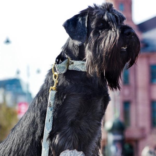 celeste dog collar schnauzer