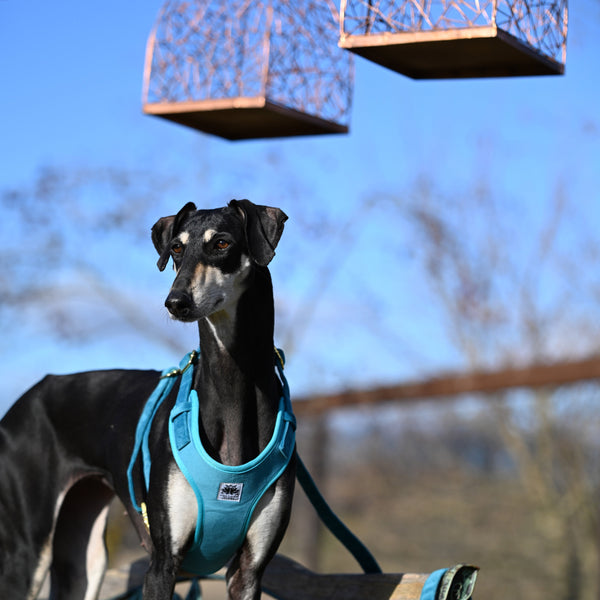 velvet harnes large dogs