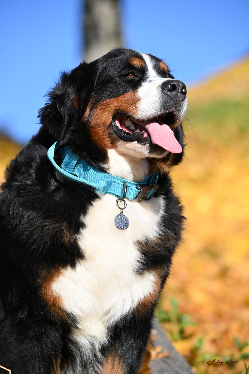 Collar de tela para perro de trabajo