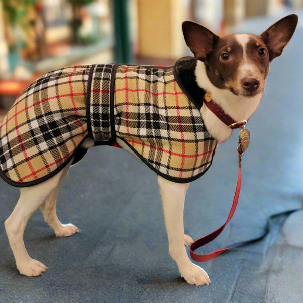 perro gato camello tartán