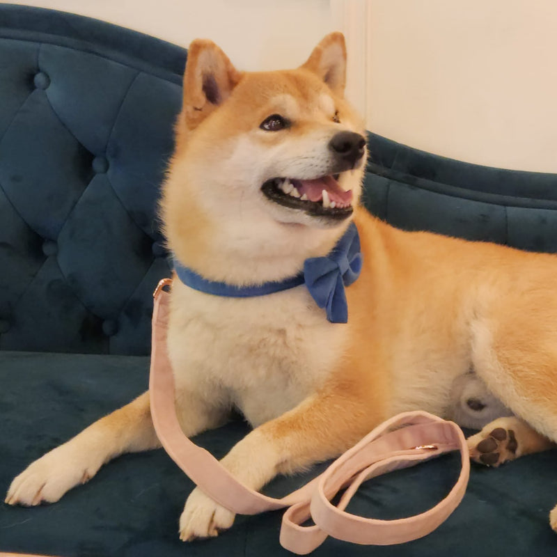 blue velvet bow tie Shiba Inu