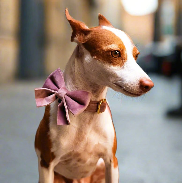 small dog collar with bow tie