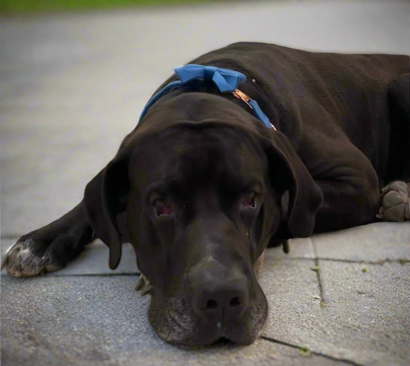 great dane with bow tie in blue