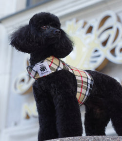 camel tartan harness