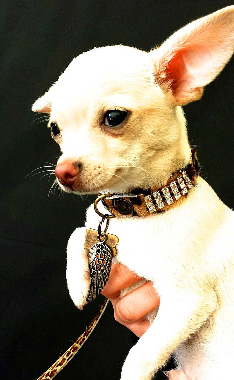 Collar para perro Masculino Zanzibar