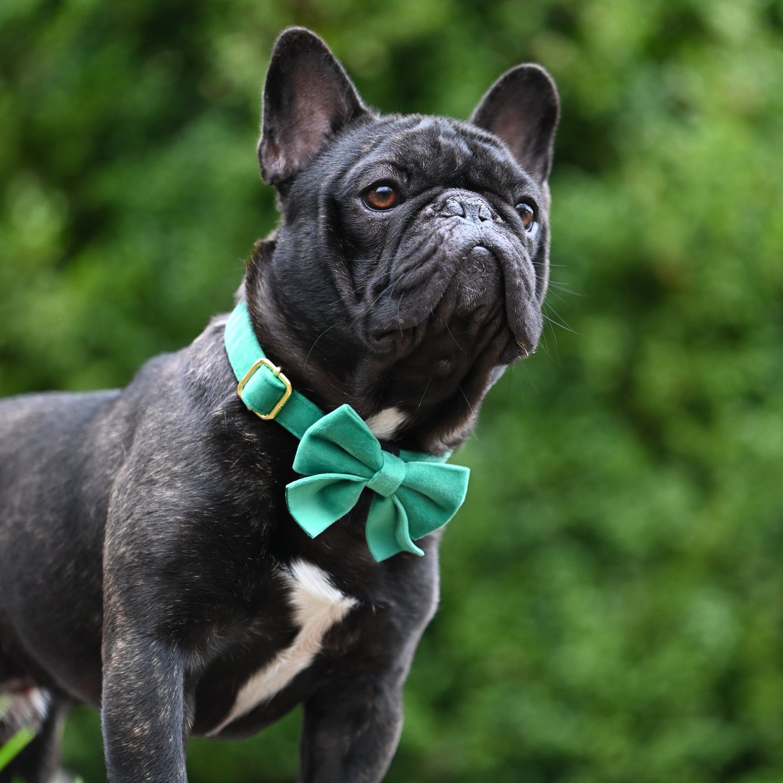 puppy bow tie collar