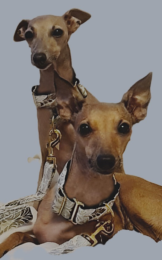 Celeste SET Martingale Italian Greyhound - Main Image