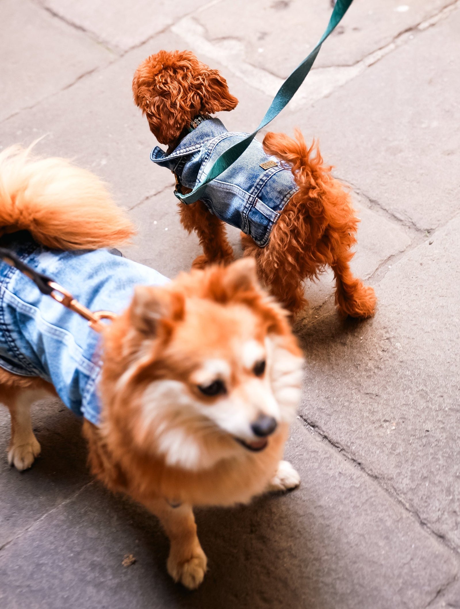 Dog Jeans Jacket S to M breeds