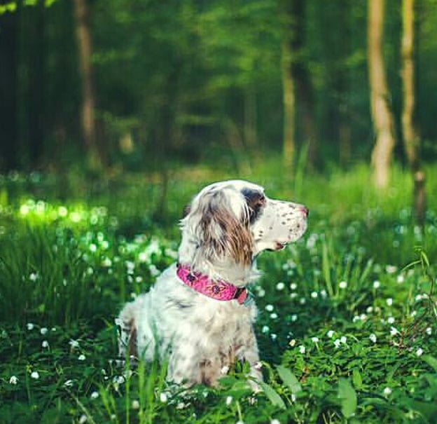 Collar para perro Lotus