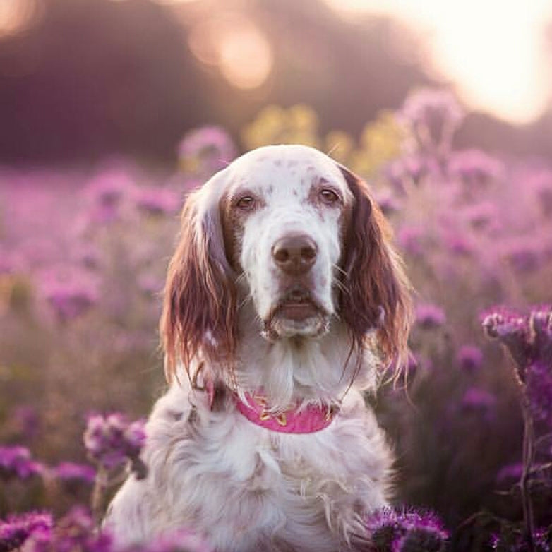Collar para perro Lotus
