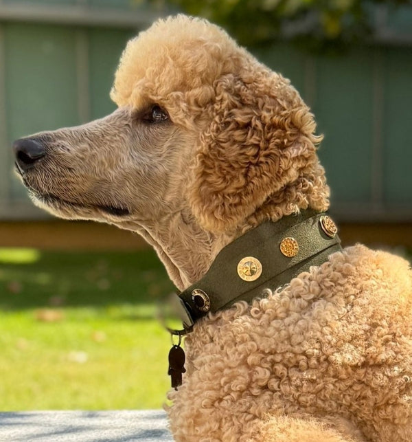 Collar ancho para perro Shanghai