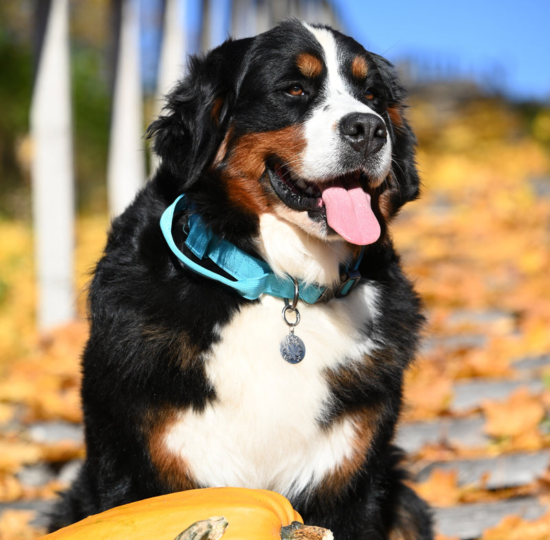 Berner Senner with sporty collar