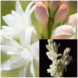 Tuberose, Nardo