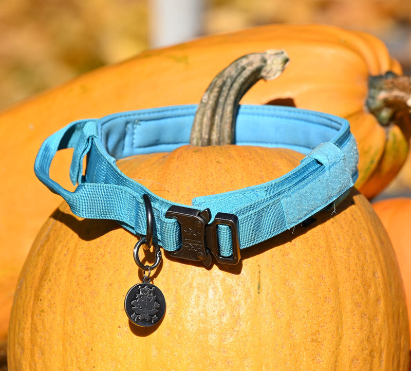 sporty dog training collar large dog