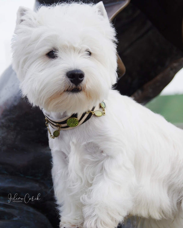 zebra safari dog collar westie