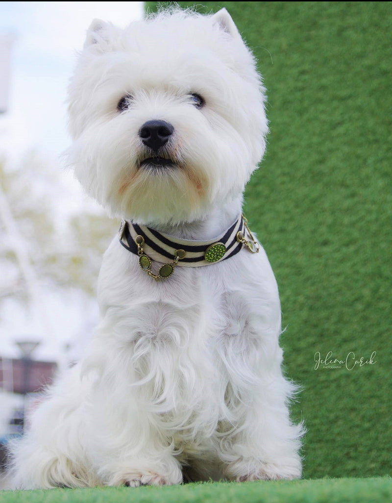 westie zebra dog collar