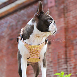 french bulldog harness