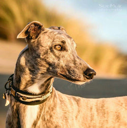 Masculine Sighthound Collar - BARCELONADOGS