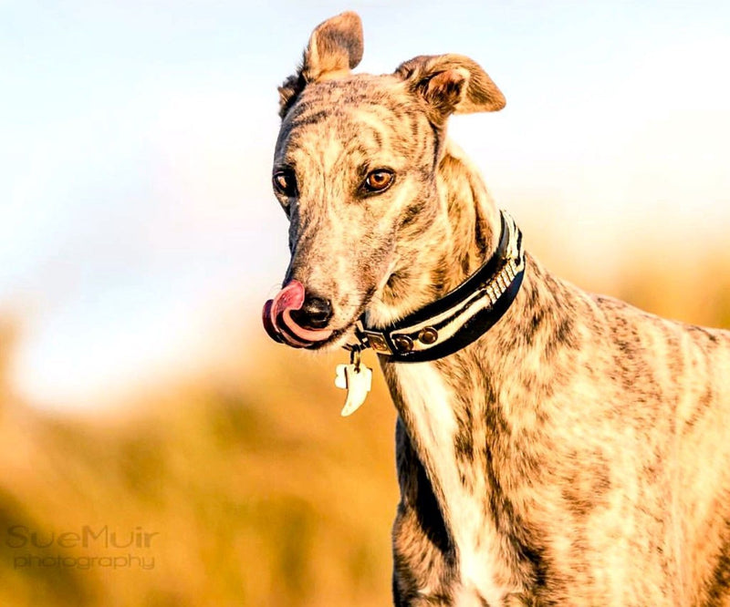 Masculine Sighthound Collar - BARCELONADOGS