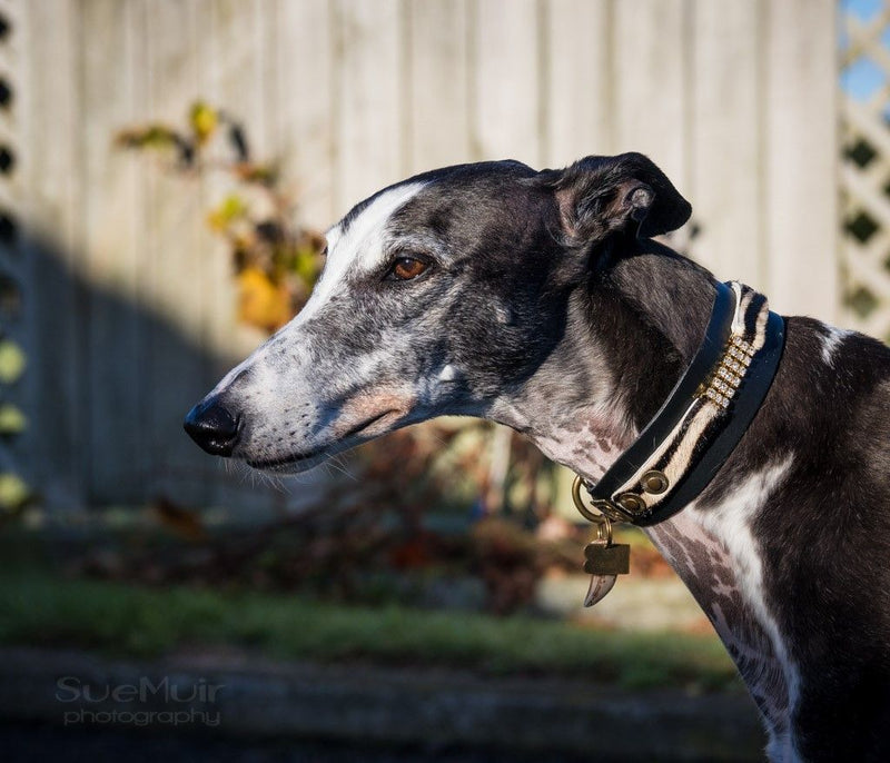 Masculine Sighthound Collar - BARCELONADOGS