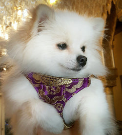 Seductive Harness in Silk - BARCELONADOGS