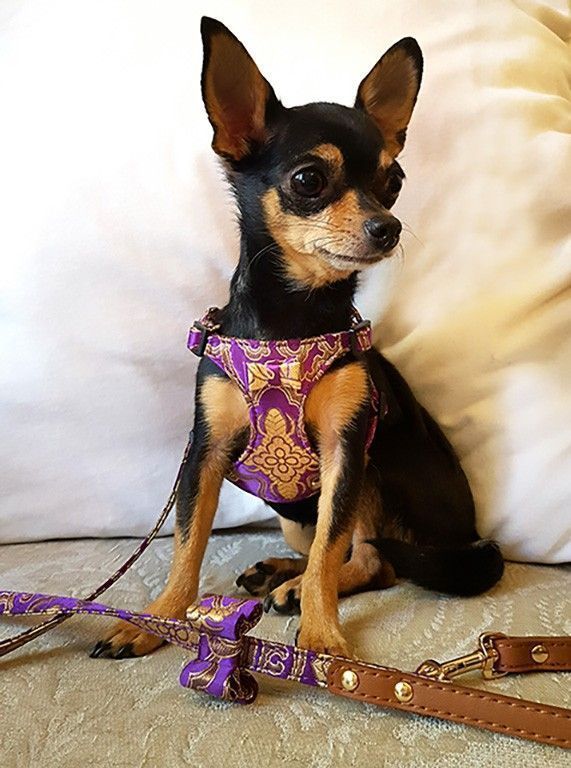Seductive Harness in Silk - BARCELONADOGS