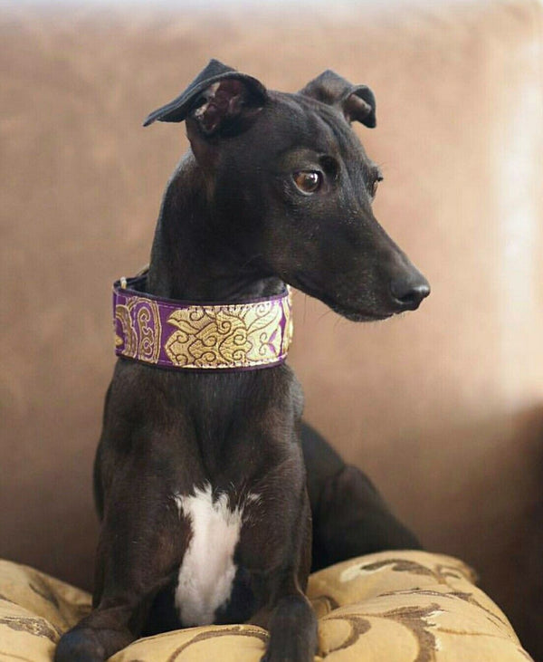 Italian Greyhound Martingale - BARCELONADOGS