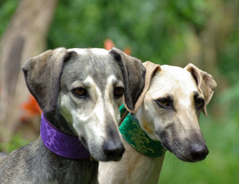 Extra Wide Martingale (28-50 cm) - BARCELONADOGS