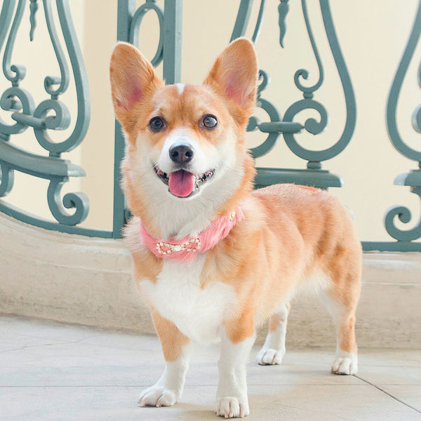 Roseta Tribal - BARCELONADOGS