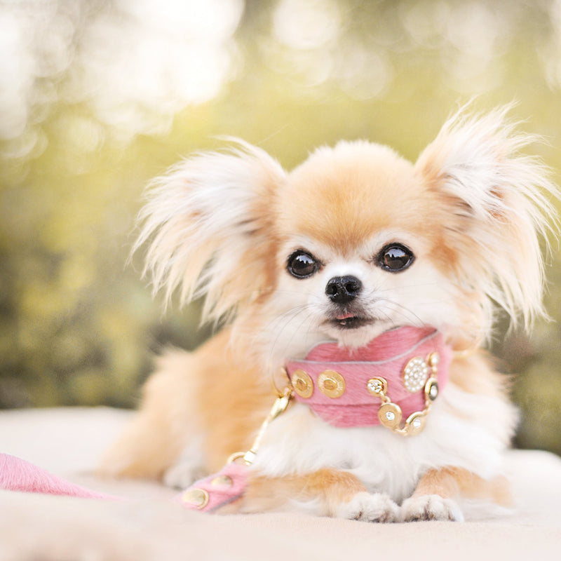 legends dog gear Hundehalsband Half a Legend