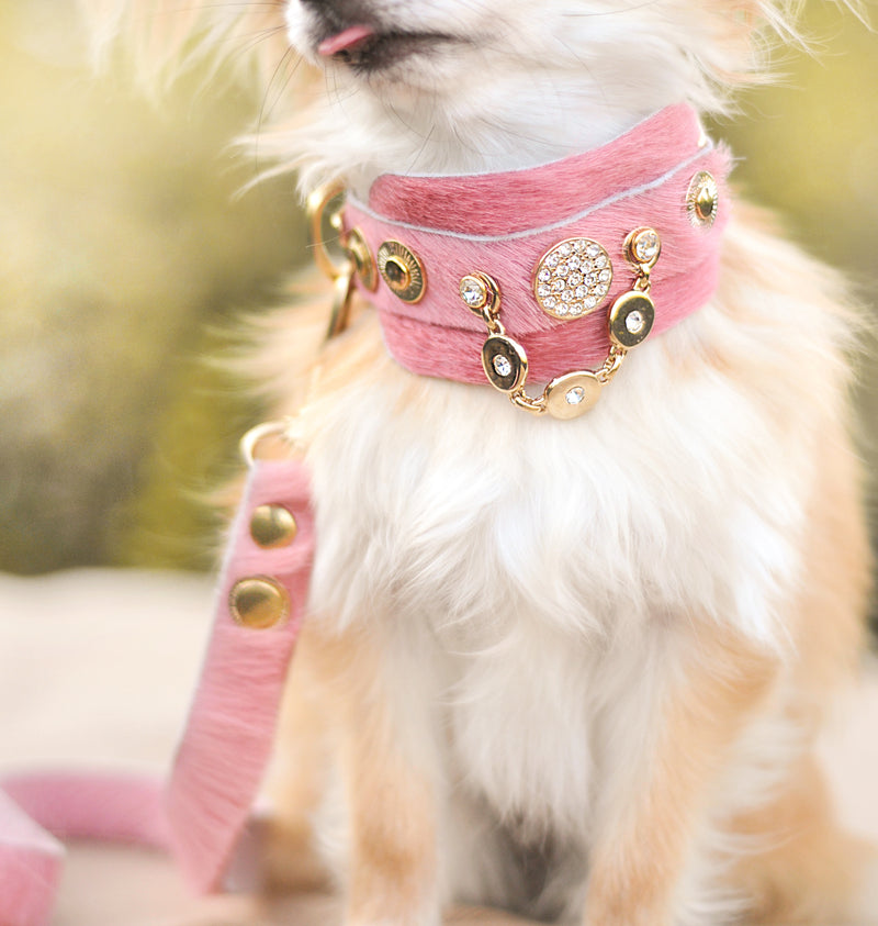 legends dog gear Half a Legend Italian Greyhound Collar