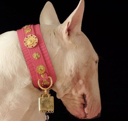 Simply Casablanca XXL Dog Collar - BARCELONADOGS