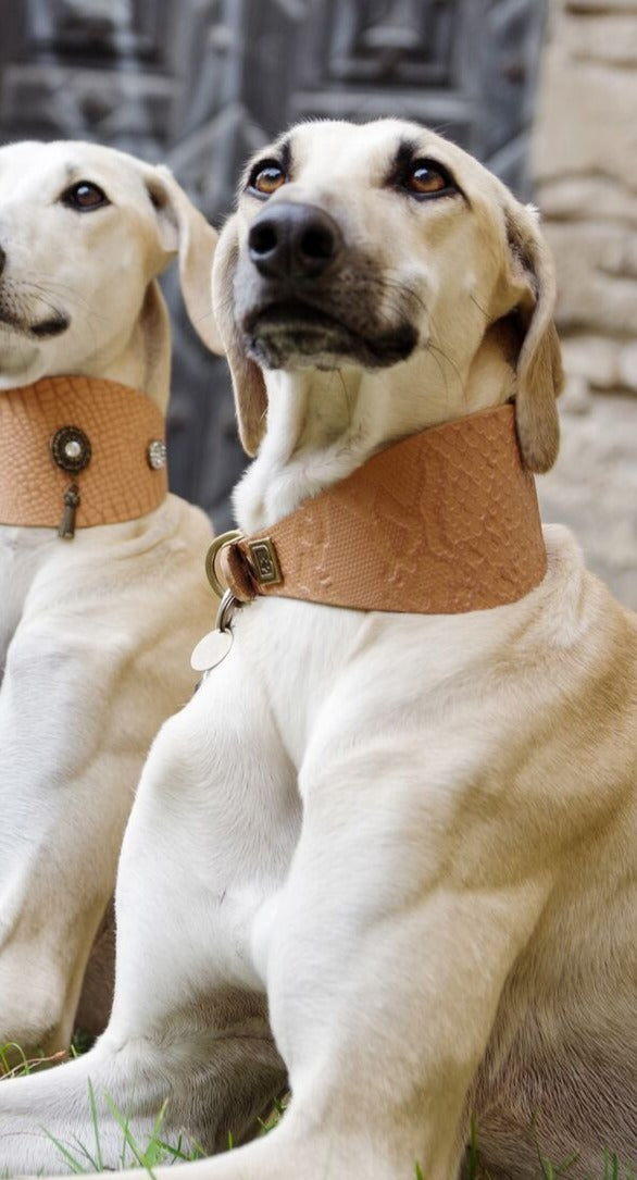 PLAIN LEATHER SIGHTHOUND COLLAR SET - BARCELONADOGS