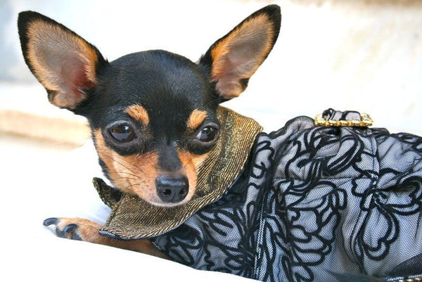 Lace Dog Coat - BARCELONADOGS