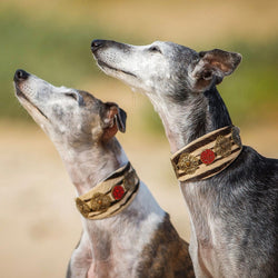 Zebra Filigree Sighthound Collar - BARCELONADOGS