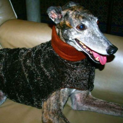 Chocolate Greyhound Coat - BARCELONADOGS