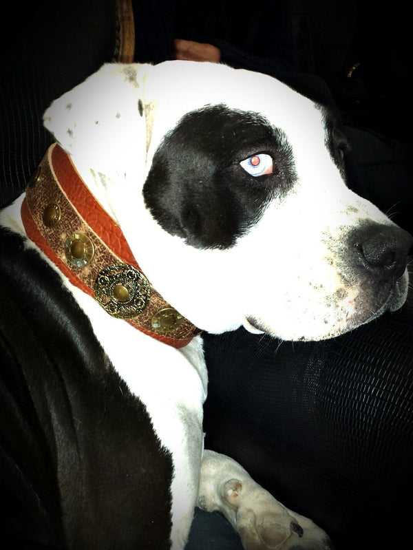 Collar para perro Basic - BARCELONADOGS