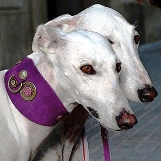 Legend Italian Greyhound Collar - BARCELONADOGS