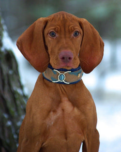 Ivy Blue Dog Collar - BARCELONADOGS