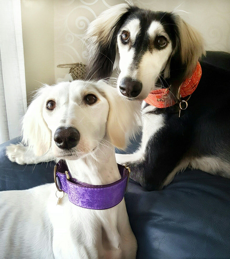 Extra Wide Martingale (28-50 cm) - BARCELONADOGS