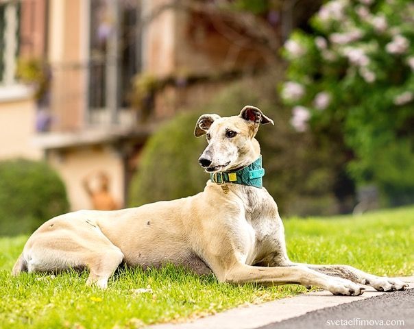 Elle Collar - BARCELONADOGS