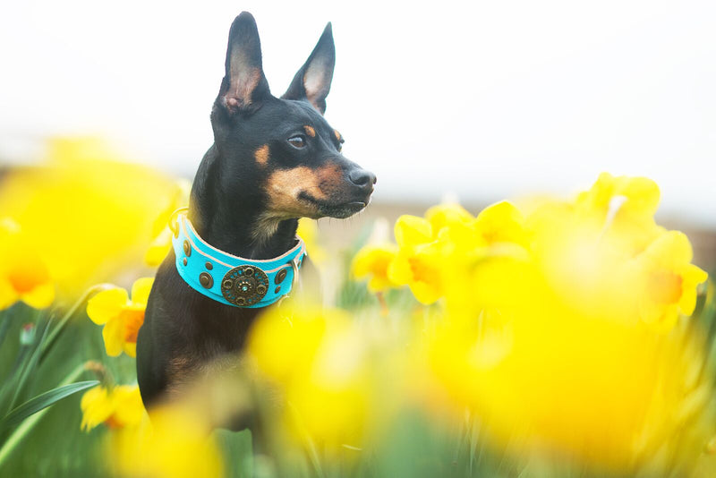 Basic Crystallized Italian Greyhound Collar - BARCELONADOGS