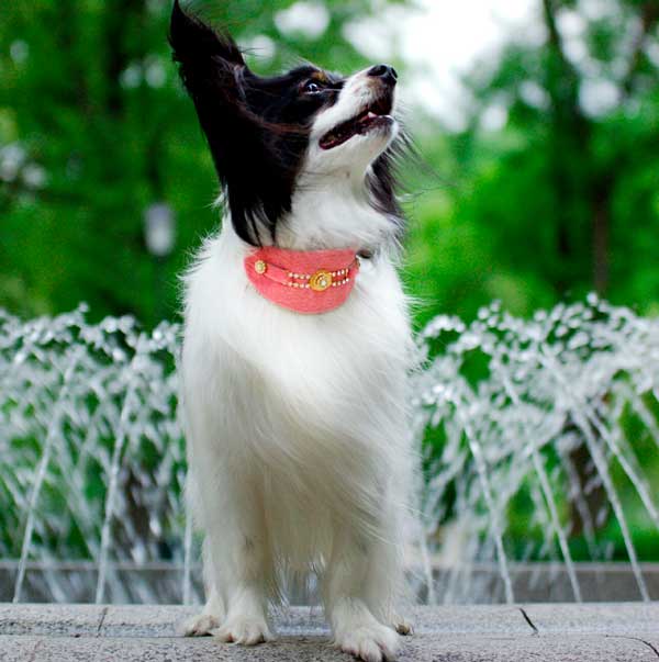 Papillon Dog Charm