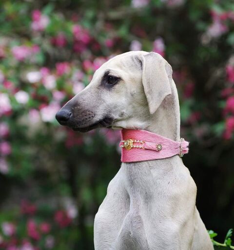 Bacall Dog Collar - BARCELONADOGS