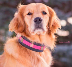 Blossom Party Dog Collar - BARCELONADOGS