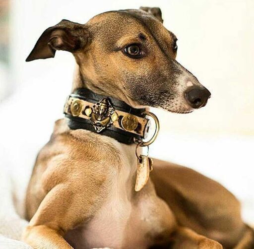 Buddha Salvaje Sighthound Collar - BARCELONADOGS