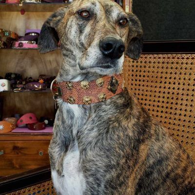 Collar Buda Monedas - BARCELONADOGS