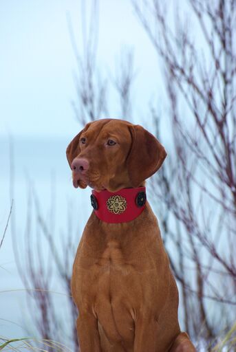 Eternité Sighthound Collar - BARCELONADOGS