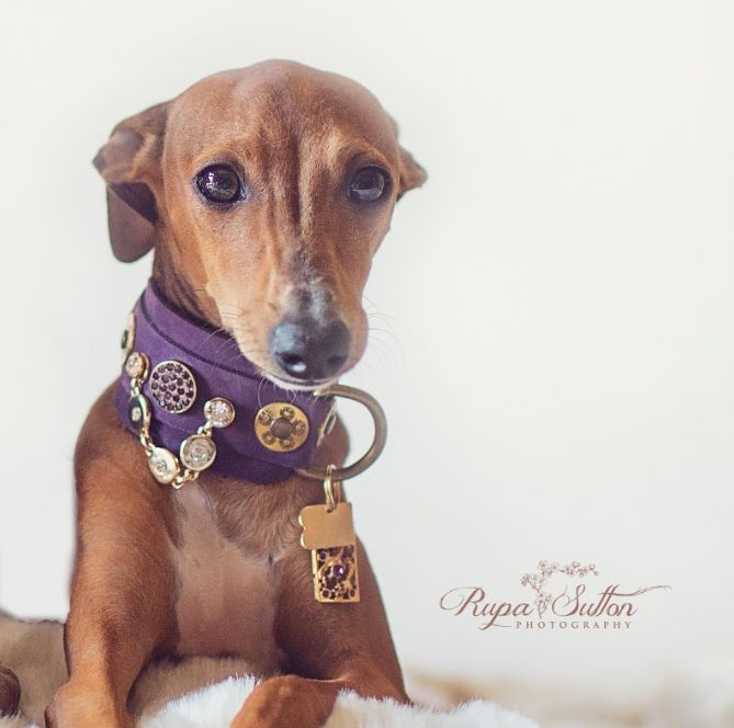 legends dog gear Half a Legend Italian Greyhound Collar