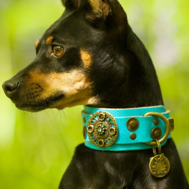 Basic Crystallized Italian Greyhound Collar - BARCELONADOGS